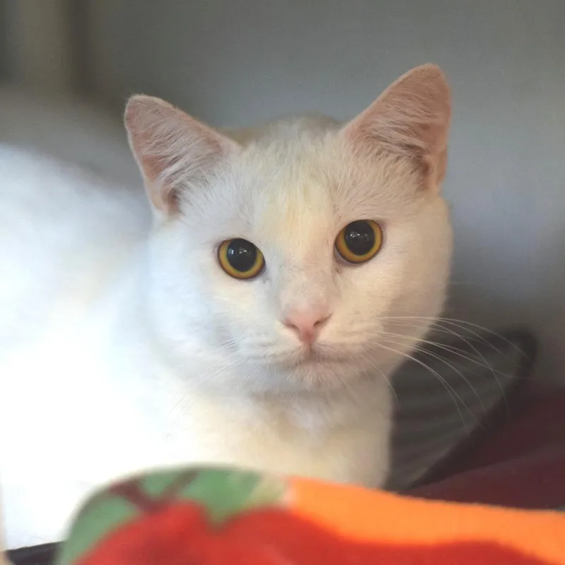 An adult medium-sized male White Domestic Short Hair cat named Dot for adoption in Belleville, IL