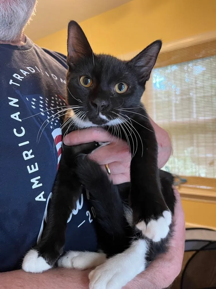An adult small-sized male Black & White / Tuxedo Domestic Short Hair cat named Sunbear for adoption in Virginia Beach, VA