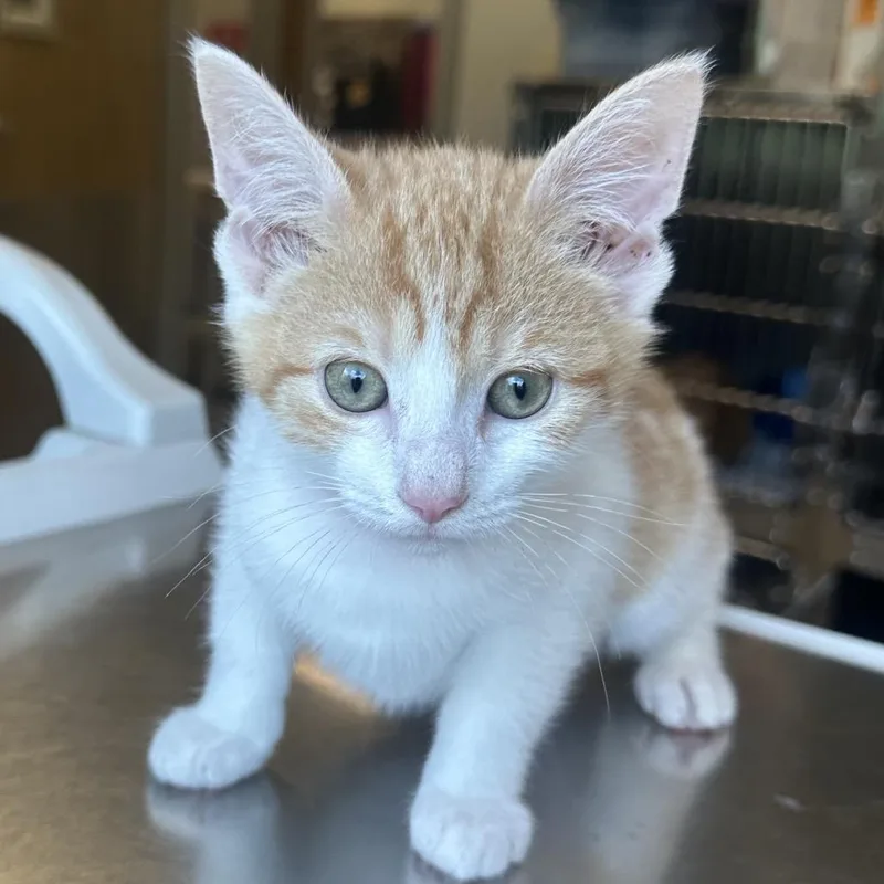A baby small-sized female Orange / Red Domestic Short Hair cat named Neapolitan for adoption in Columbia Station, OH
