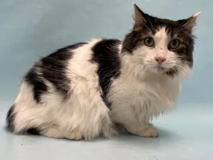 An adult small-sized male Domestic Medium Hair cat named Dexter for adoption in Coon Rapids, MN