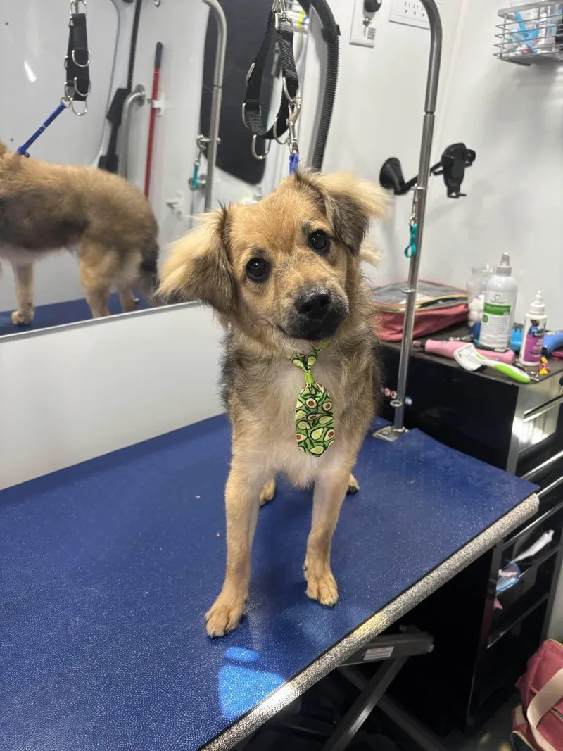 A young small-sized male Apricot / Beige Havanese dog named Nutella for adoption in Phoenix, AZ