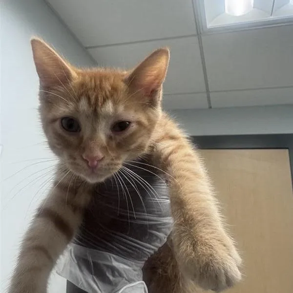 A baby small-sized male Orange / Red Domestic Medium Hair cat named Winston for adoption in Jacksonville, FL