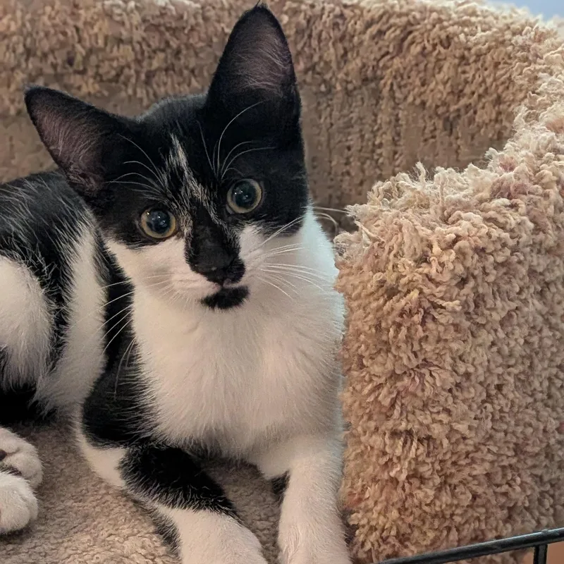 A baby medium-sized male Domestic Short Hair cat named Seth for adoption in Wilmington, NC