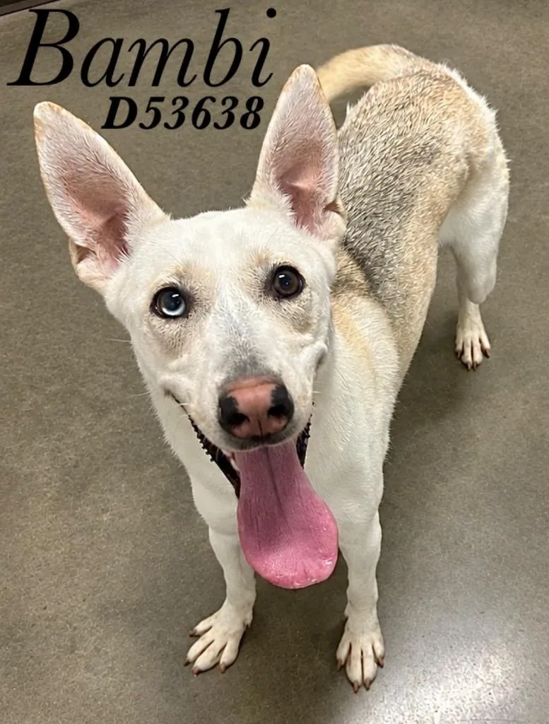 A young medium-sized female Mixed Breed dog named Bambi for adoption in Clarksville, TN
