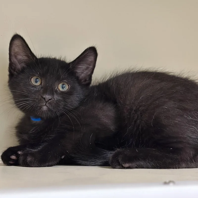 A baby medium-sized male Black Domestic Short Hair cat named Nova for adoption in Victor, NY