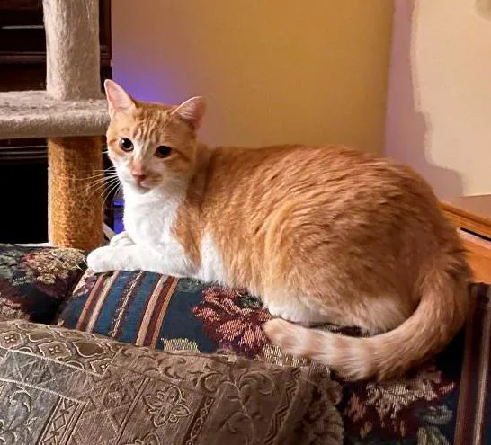 A young medium-sized male Orange & White American Shorthair cat named Tracker for adoption in Richardson, TX