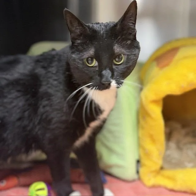 An adult large-sized female Black Domestic Short Hair cat named Boots for adoption in Bullhead City, AZ