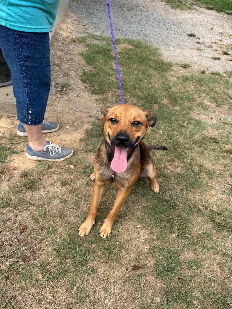 A young medium-sized female Black Mouth Cur dog named Rusty for adoption in Lumberton, NC