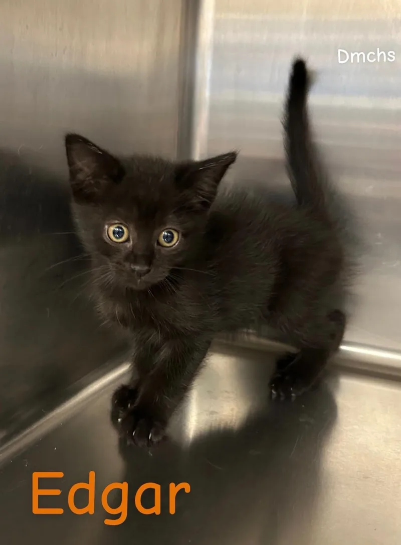 A baby small-sized male Black Domestic Short Hair cat named Edger for adoption in Burlington, IA