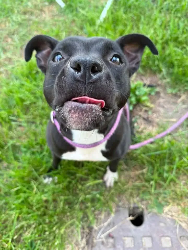 An adult medium-sized female Black Pit Bull Terrier dog named Verna for adoption in Chicago, IL