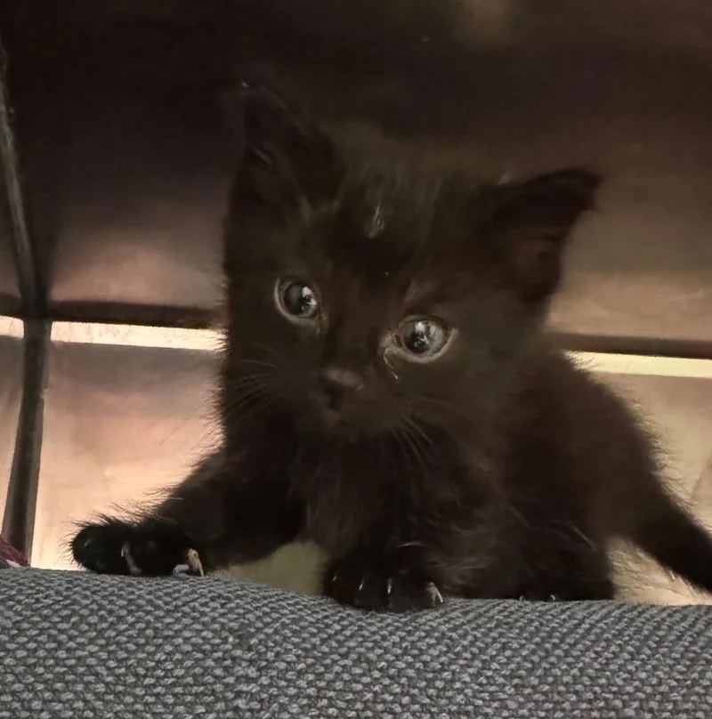 A baby small-sized female Domestic Short Hair cat named Sparkle for adoption in Olean, NY