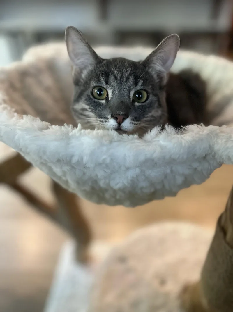 A young medium-sized male Domestic Medium Hair cat named Yogi for adoption in Walnut Creek, CA