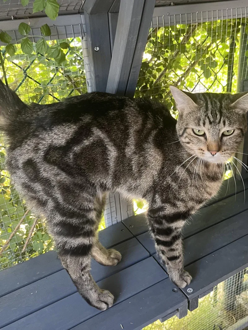 An adult medium-sized female Domestic Short Hair cat named Lilly for adoption in Phoenix, AZ