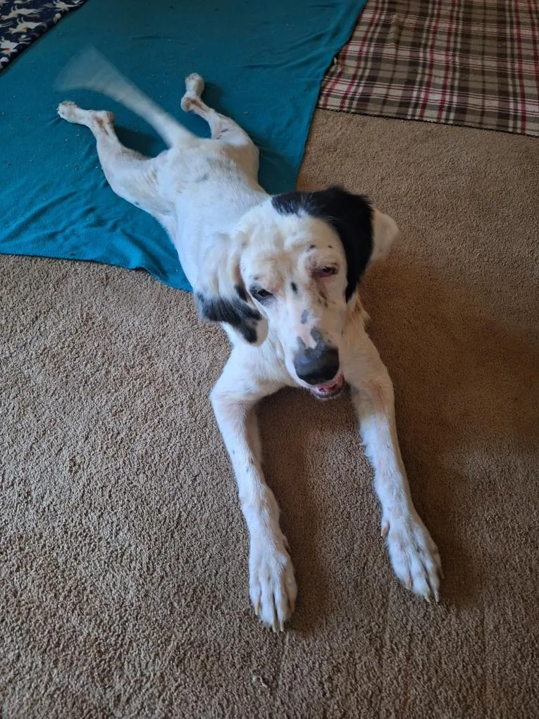 An adult large-sized female White / Cream English Setter dog named Glenda for adoption in Melbourne, AR
