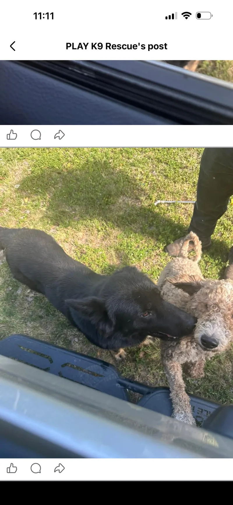 An adult large-sized male Australian Cattle Dog / Blue Heeler dog named Farmer for adoption in Parrish, FL