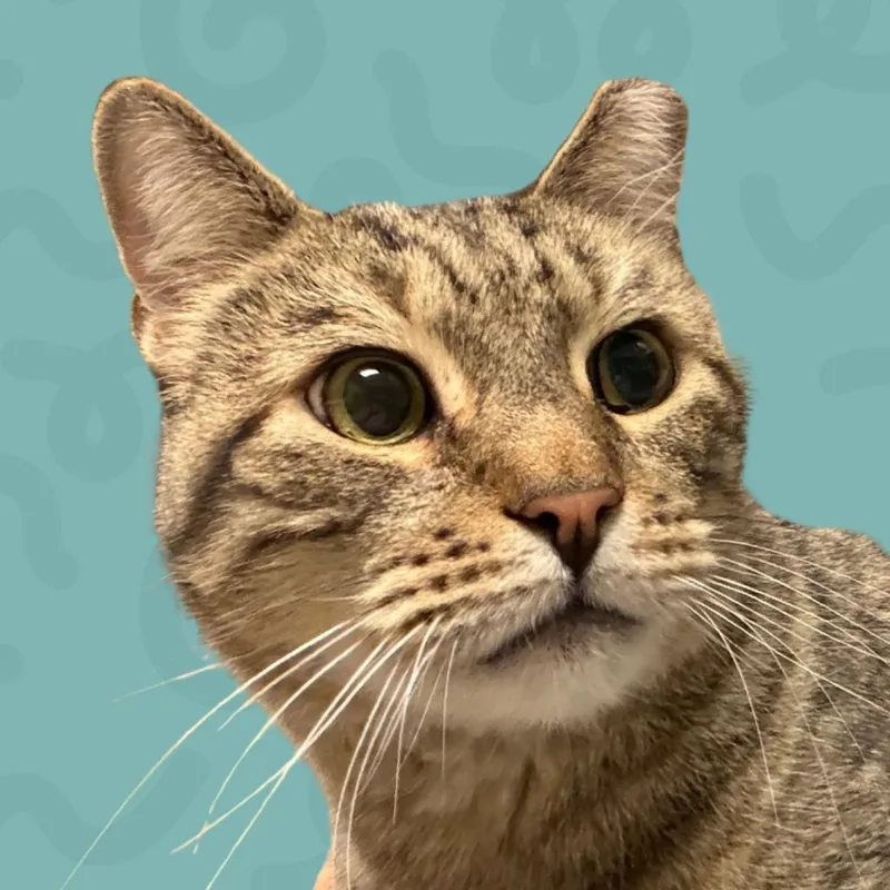 A senior large-sized male Brown / Chocolate Domestic Short Hair cat named Bo for adoption in Reno, NV