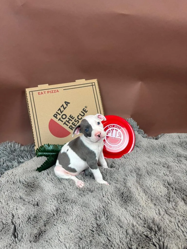 Herbivore thumbnail 2