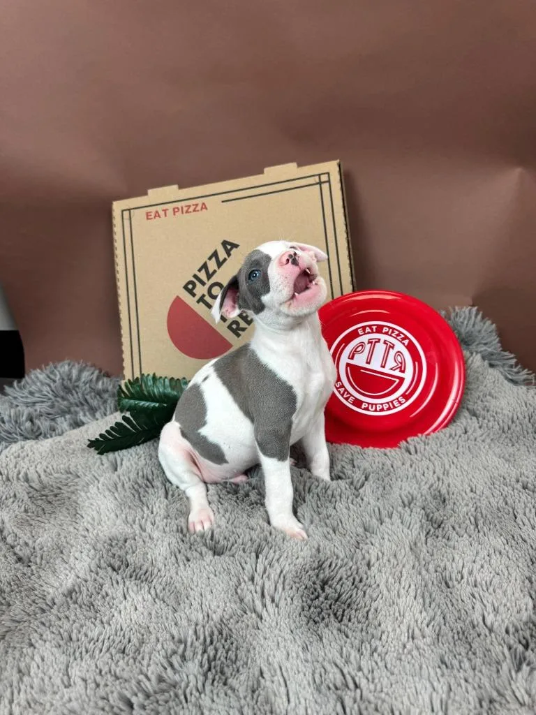 Herbivore thumbnail 3