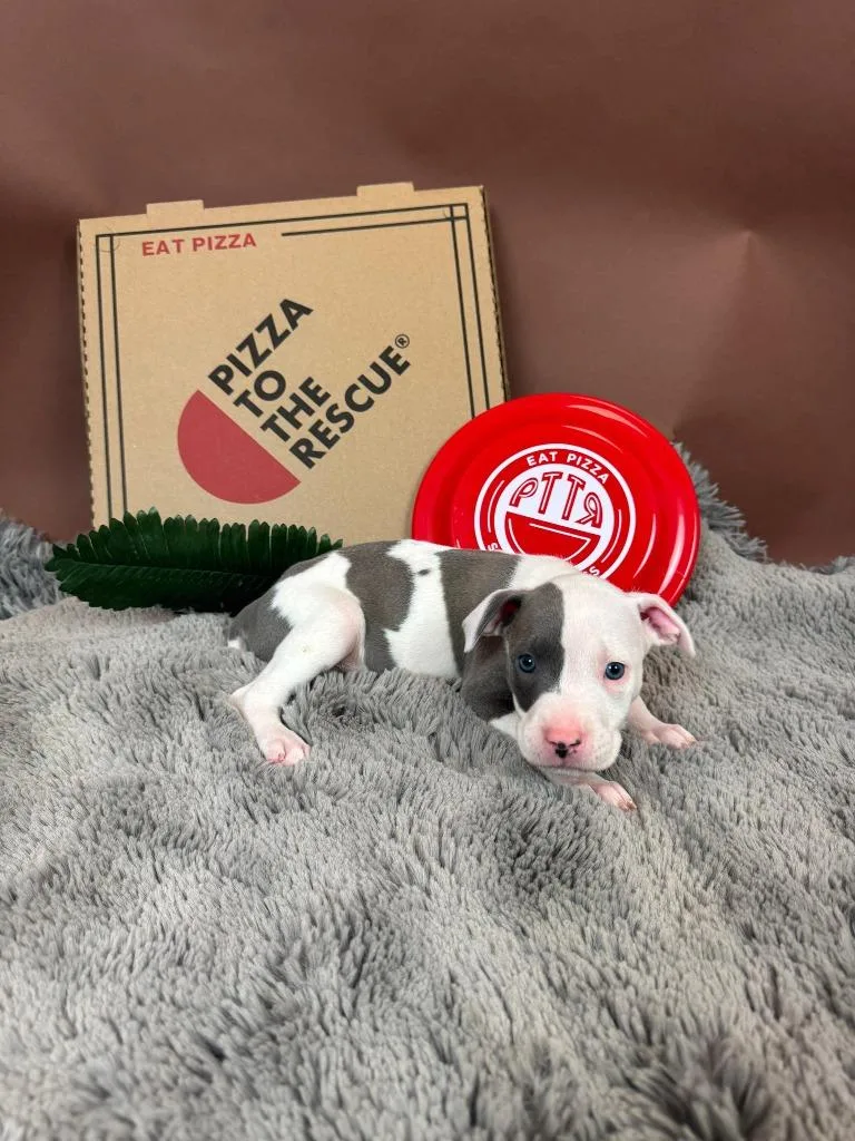 Herbivore thumbnail 4