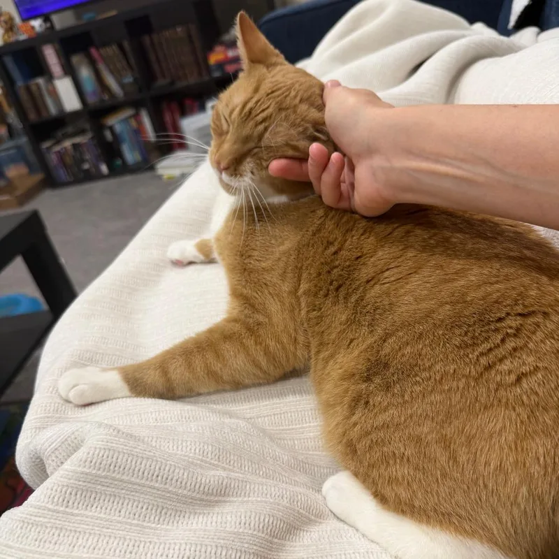 A young medium-sized male Orange / Red Domestic Short Hair cat named Cheeto for adoption in Baltimore, MD