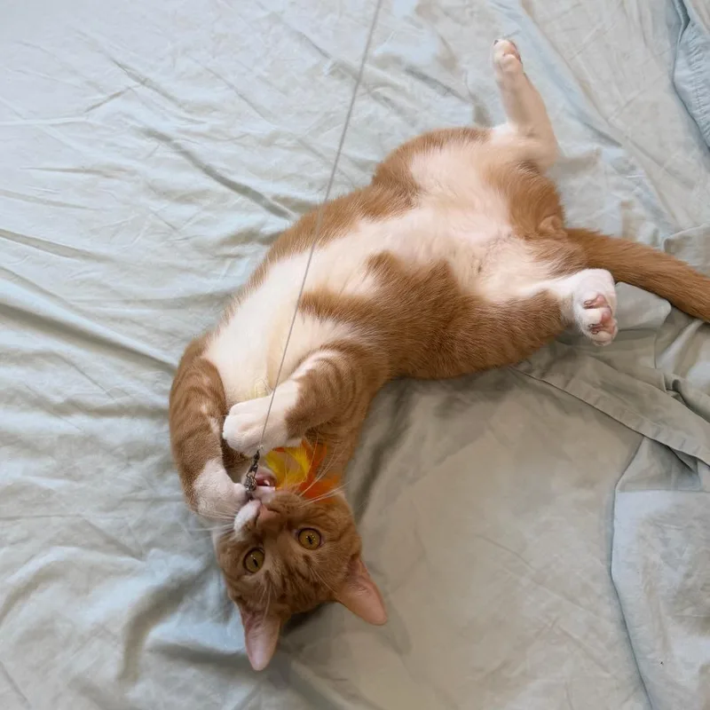 Cheeto thumbnail 2