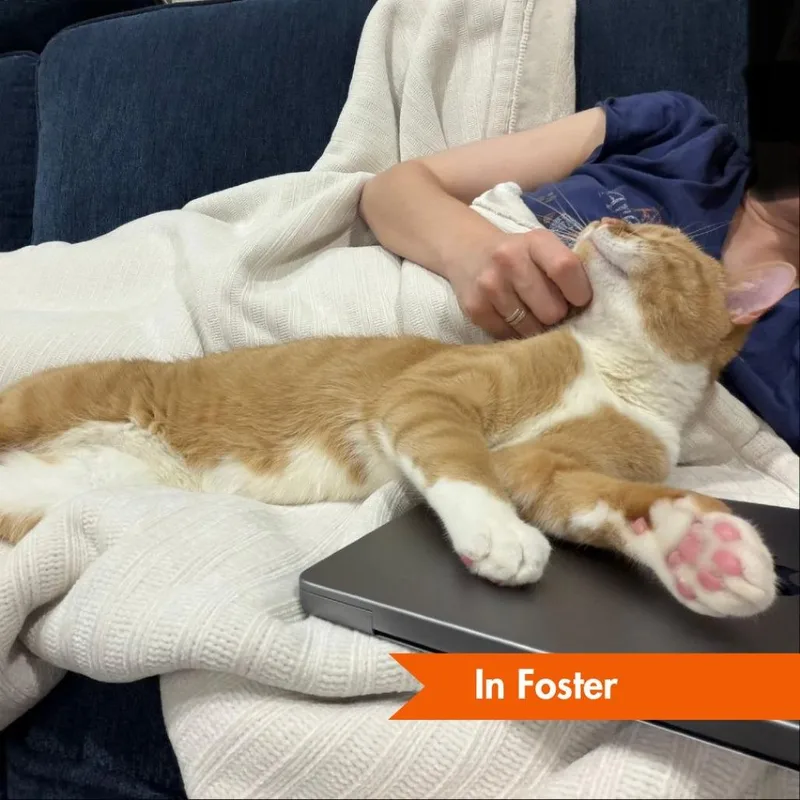 Cheeto thumbnail 3