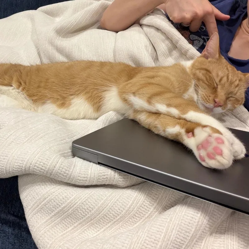 Cheeto thumbnail 5