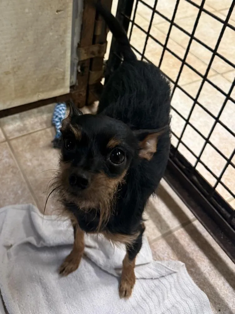 An adult small-sized female Miniature Pinscher dog named Lulu for adoption in Osgood, IN