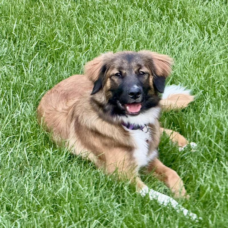 A baby medium-sized female Tricolor (Brown, Black, & White) Shepherd dog named Heidi for adoption in Prior Lake, MN
