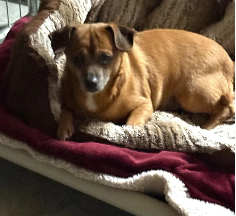 A young small-sized male Chihuahua dog named Chippy for adoption in Berwick, PA