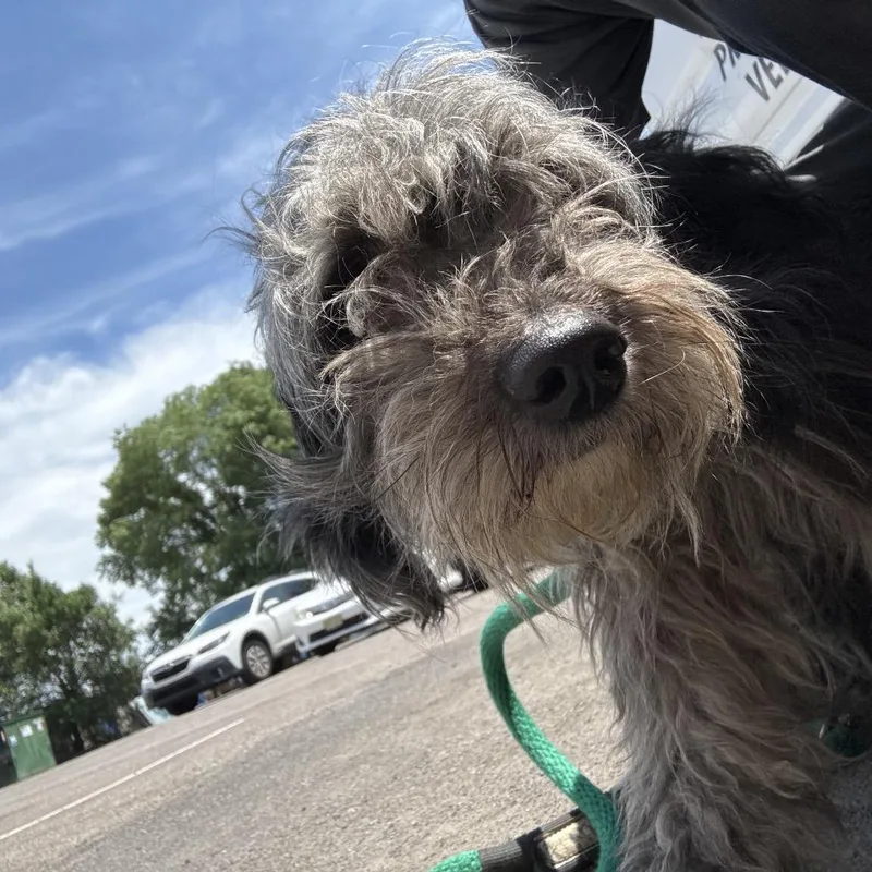 An adult small-sized female Gray / Blue / Silver Mixed Breed dog named Tessa for adoption in West Chester, PA