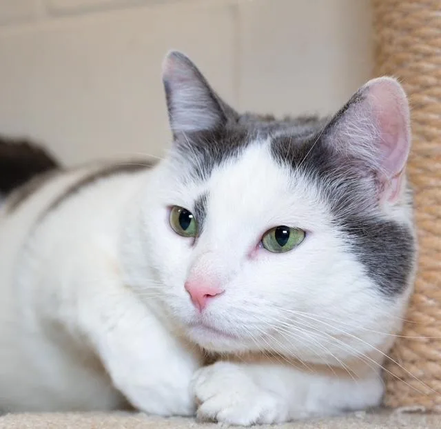 An adult medium-sized male Domestic Short Hair cat named Danny for adoption in Boston, MA
