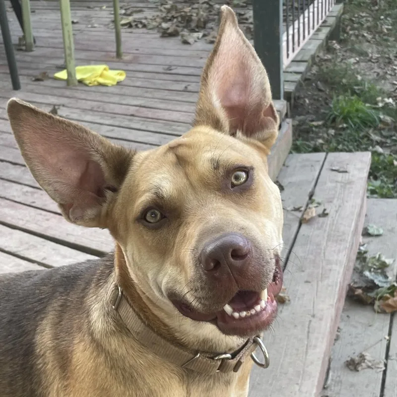 Tina Belcher thumbnail 2