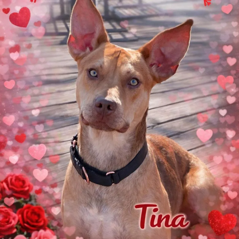 Tina Belcher thumbnail 4