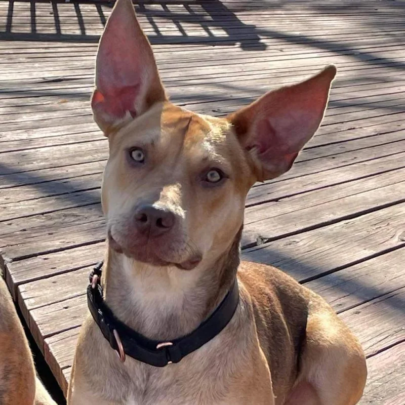 Tina Belcher thumbnail 6