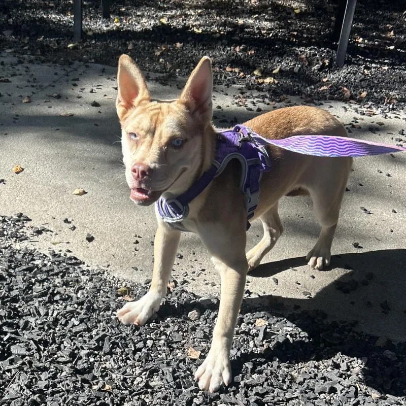 A young medium-sized female Yellow / Tan / Blond / Fawn Mixed Breed dog named Dandelion for adoption in Decatur, GA