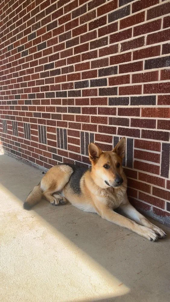 Shadow