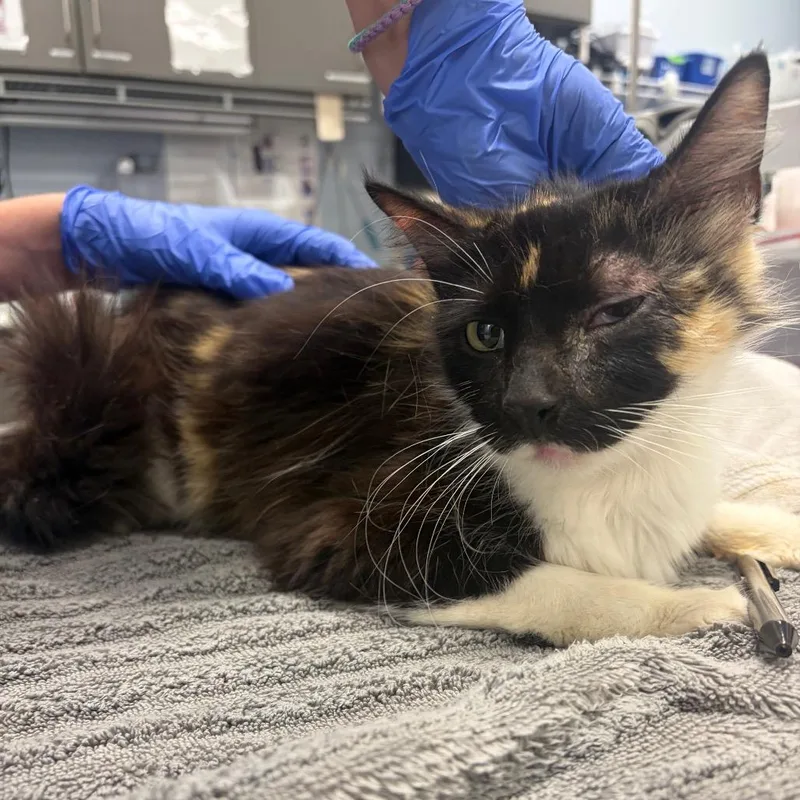 A young medium-sized female Tortoiseshell Domestic Medium Hair cat named Elinor for adoption in Milton, FL