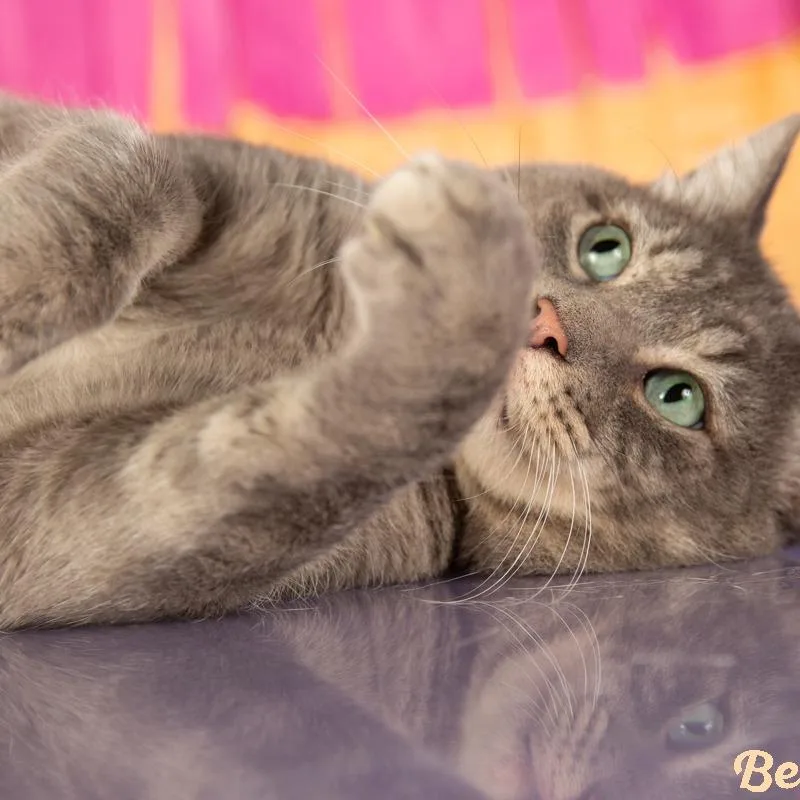 An adult small-sized male Black Domestic Short Hair cat named Beethoven for adoption in Springfield, MO