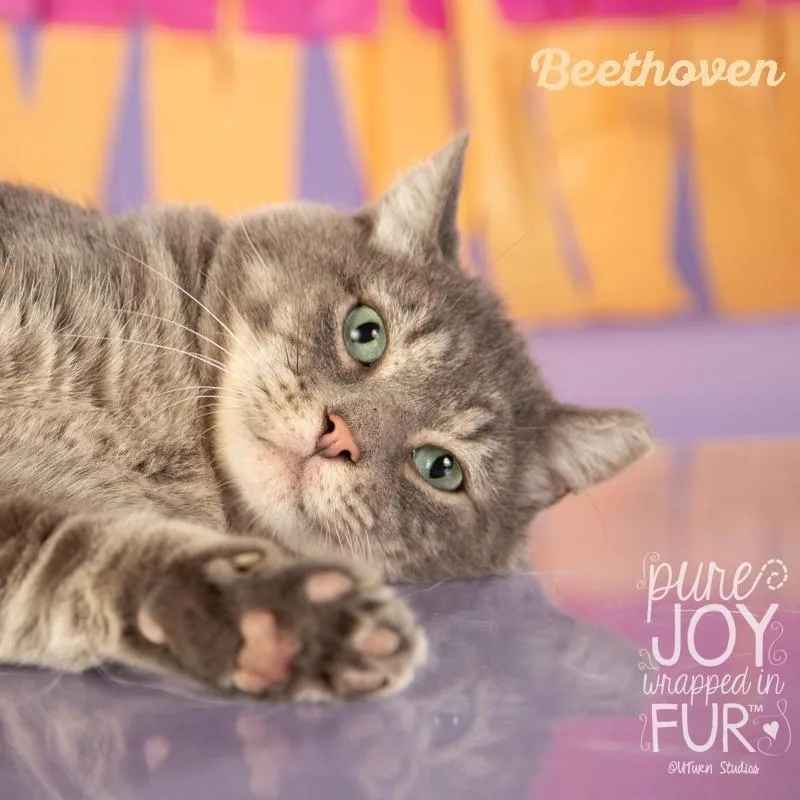 Beethoven thumbnail 3