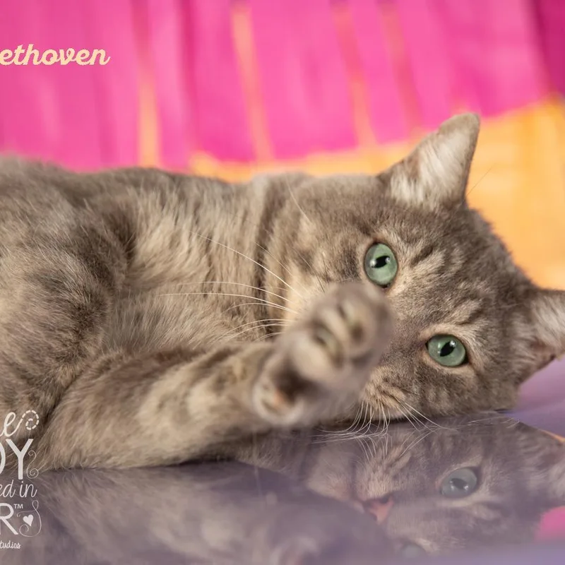 Beethoven thumbnail 5