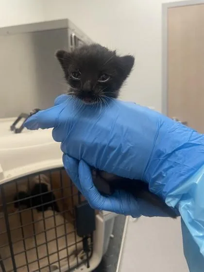 A baby small-sized male Domestic Short Hair cat named Crab Cake for adoption in Roseville, CA