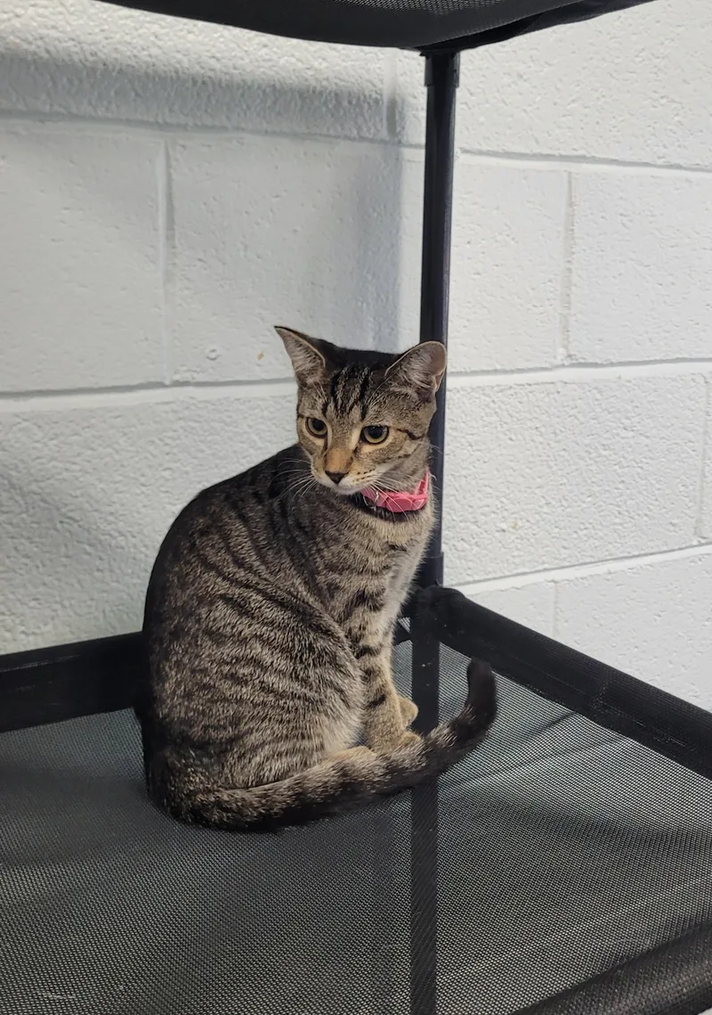 A baby small-sized female Domestic Short Hair cat named Abby for adoption in Morganton, NC
