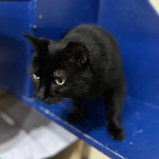 Pipsqueak thumbnail 2