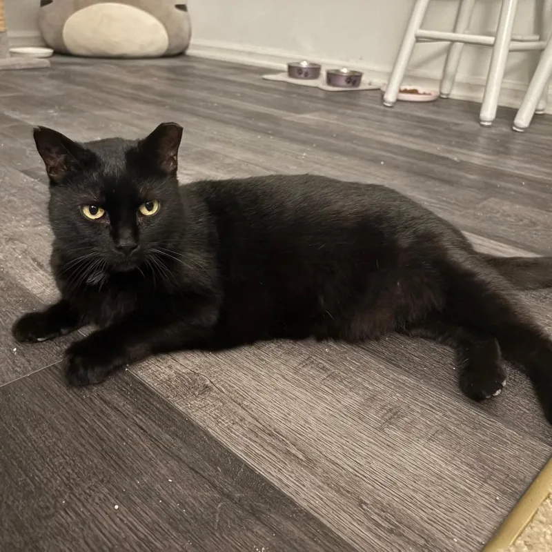 Pipsqueak thumbnail 3