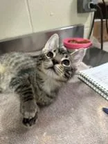 A young medium-sized male Tabby (Brown / Chocolate) Domestic Short Hair cat named Cardinal for adoption in Manitowoc, WI