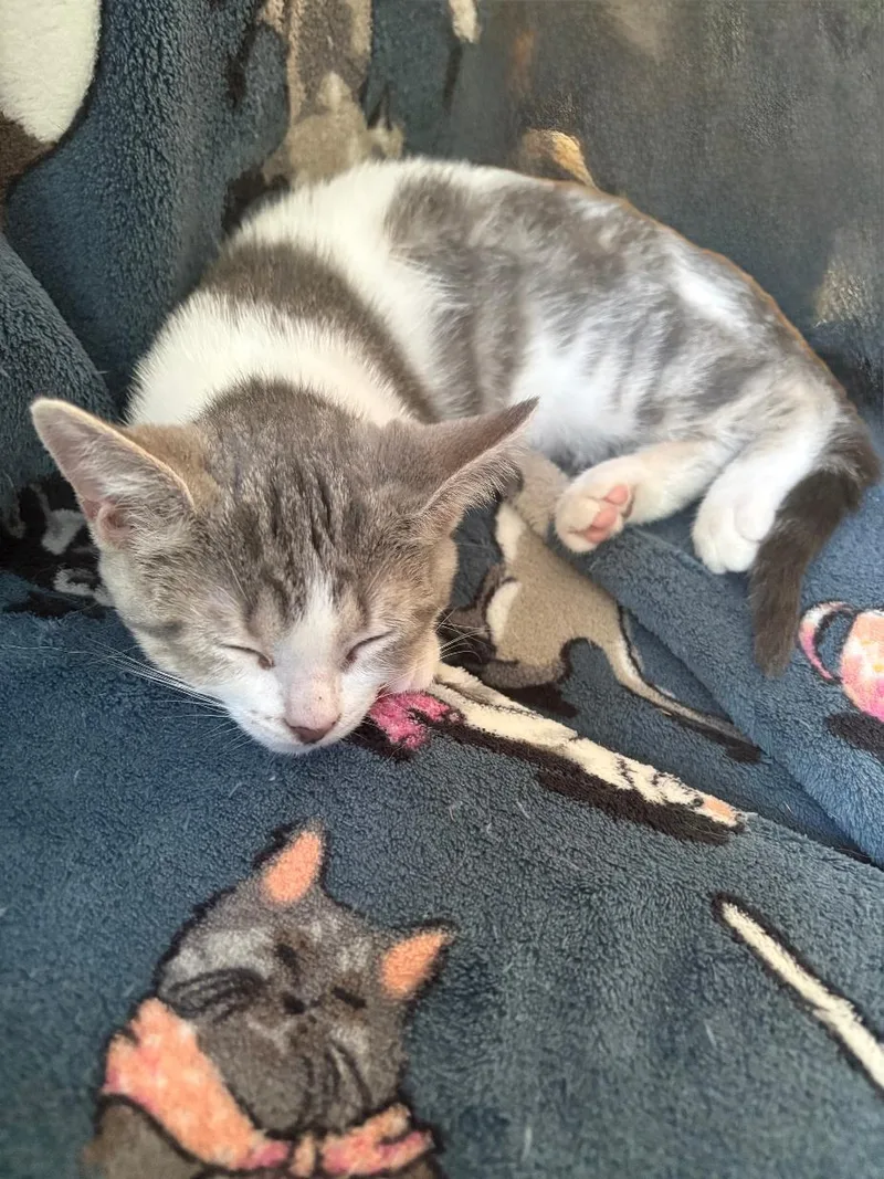 A baby medium-sized female Gray / Blue / Silver Domestic Short Hair cat named Divine for adoption in Wayne, NJ