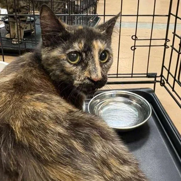 A young medium-sized female Black Domestic Short Hair cat named Ruby for adoption in Gadsden, AL