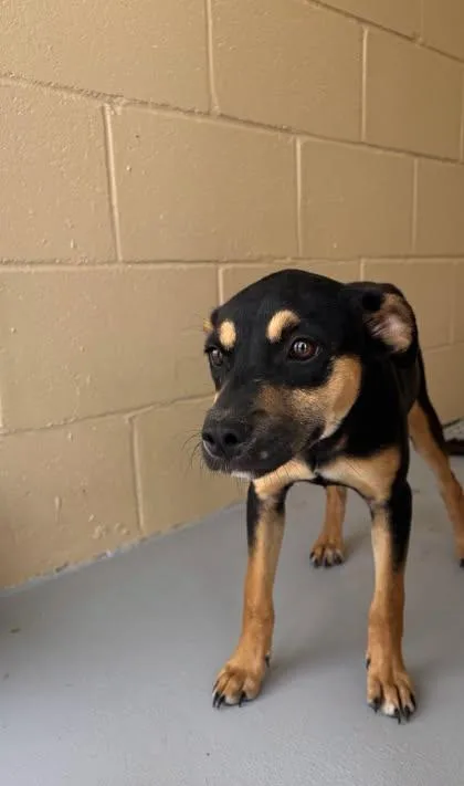 An adult small-sized female Bicolor Rottweiler dog named Cassi for adoption in Harlingen, TX