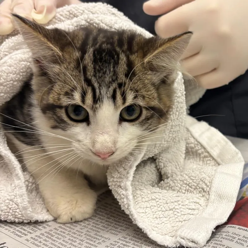A baby small-sized female Domestic Medium Hair cat named Smooch for adoption in Jacksonville, FL